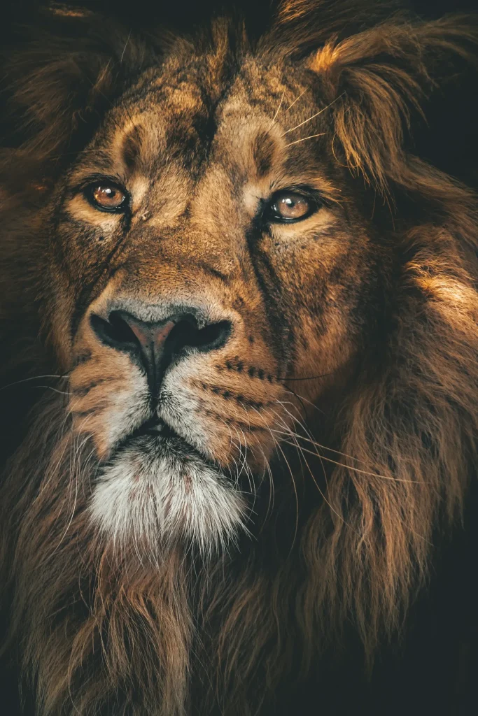 Close-up portrait of a male lion with amber eyes and a thick mane