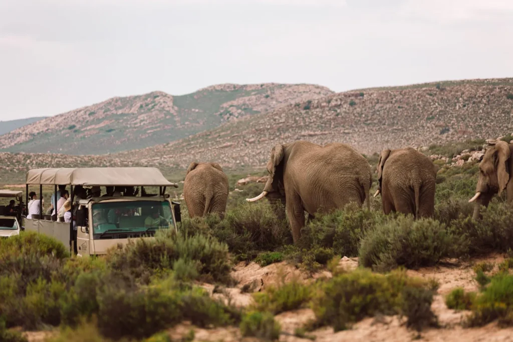 Safari vehicle and elephants in the Karoo landscape