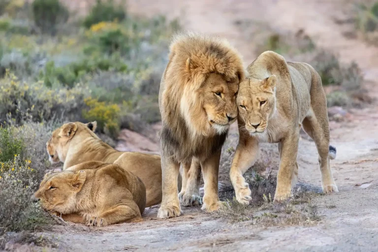 Lion pride resting at Aquila