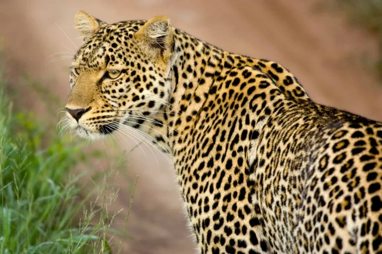 Leopard portrait at Aquila