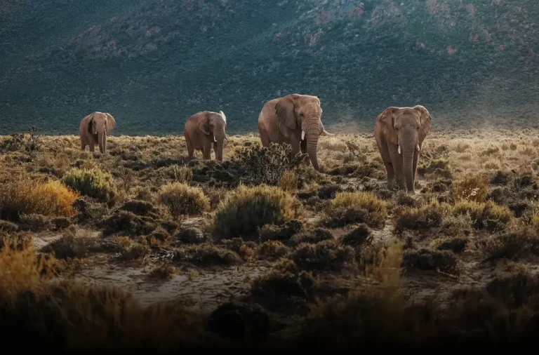 Elephants on the plains at dusk