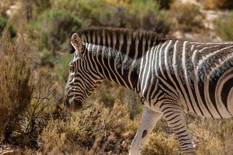 Zebra in the Karoo fynbos