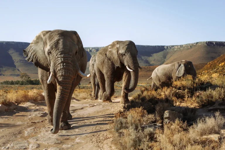 Elephants walking through the Karoo veld at Aquila