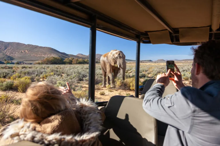 Guests photographing an elephant from an open safari vehicle
