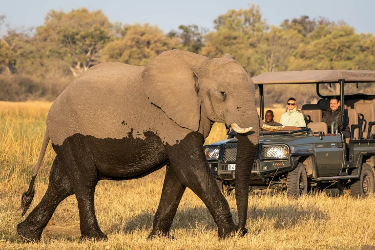 Elephant walking past a game drive vehicle