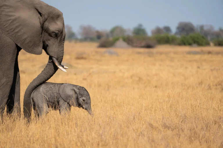Elephant and calf in golden grass