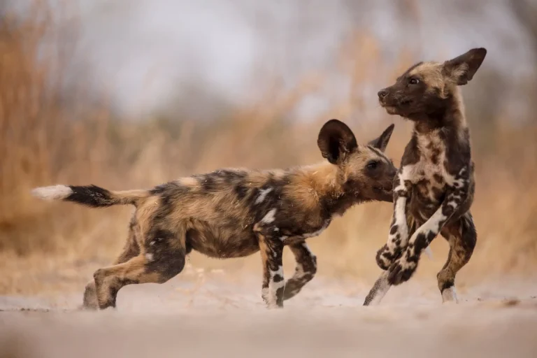Wild dogs at play
