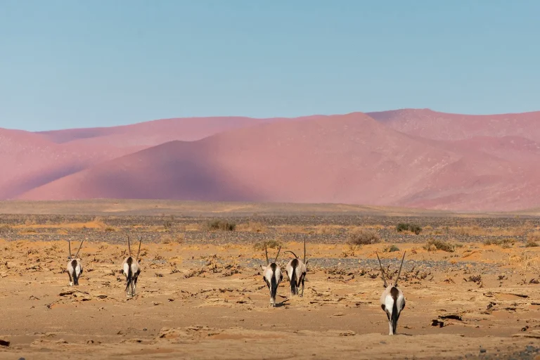 Oryx in front of the dunes