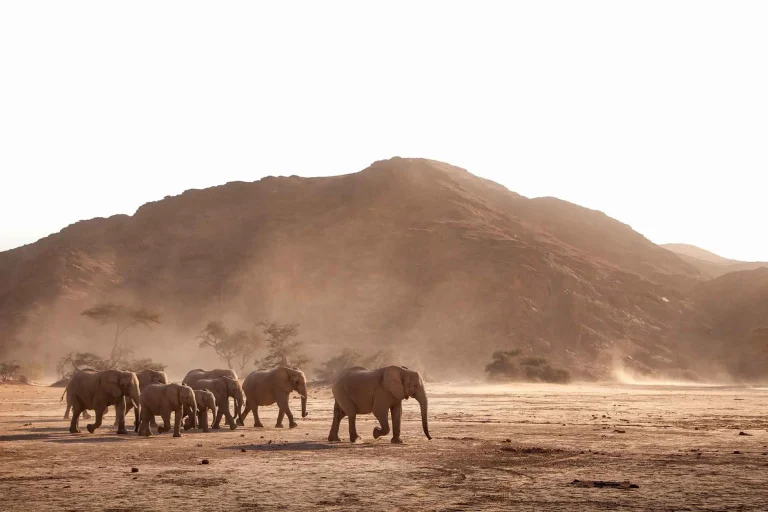 Desert-adapted elephants crossing an open plain