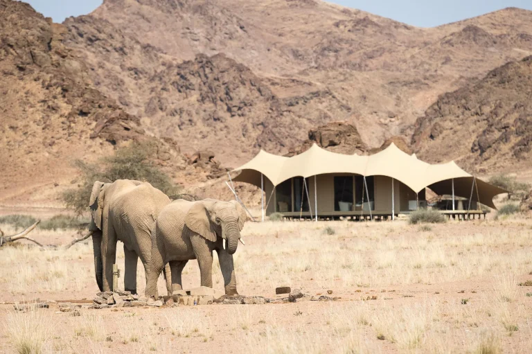 Desert elephants passing Hoanib Skeleton Coast Camp