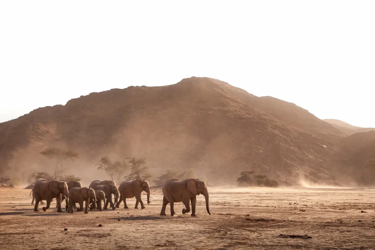 Desert-adapted elephants on an open plain