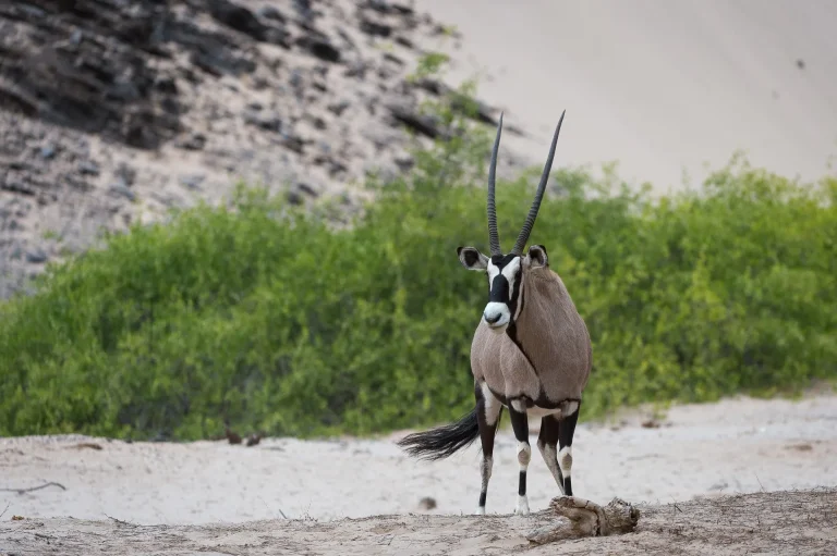 Oryx beside a desert riverbed