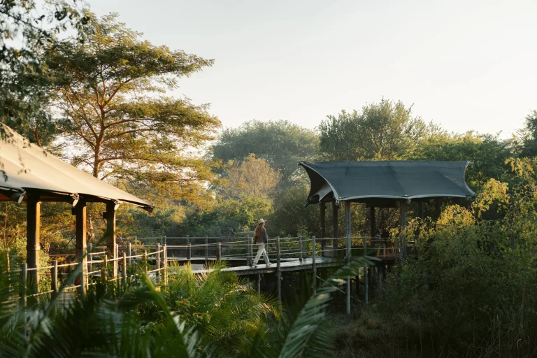 Raised walkways and tents among the trees beside the Zambezi