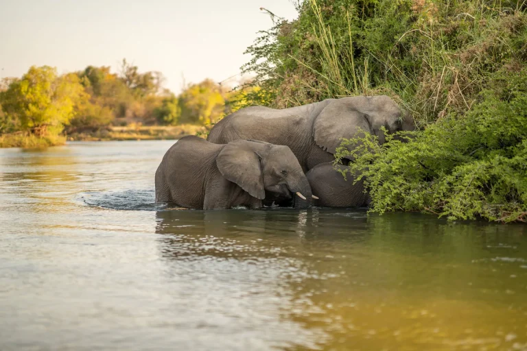 Elephants crossing the Zambezi River