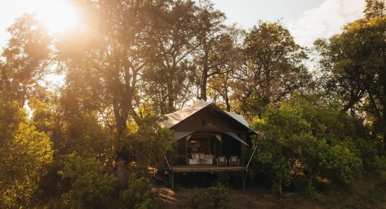 Tent among the trees at sunset
