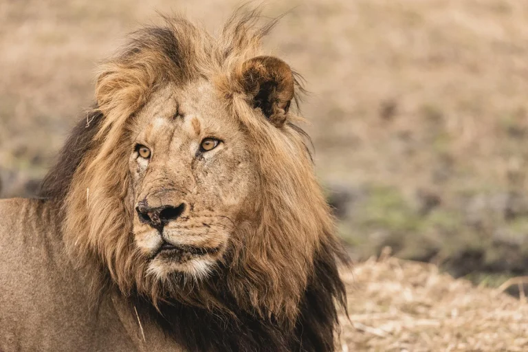 Male lion