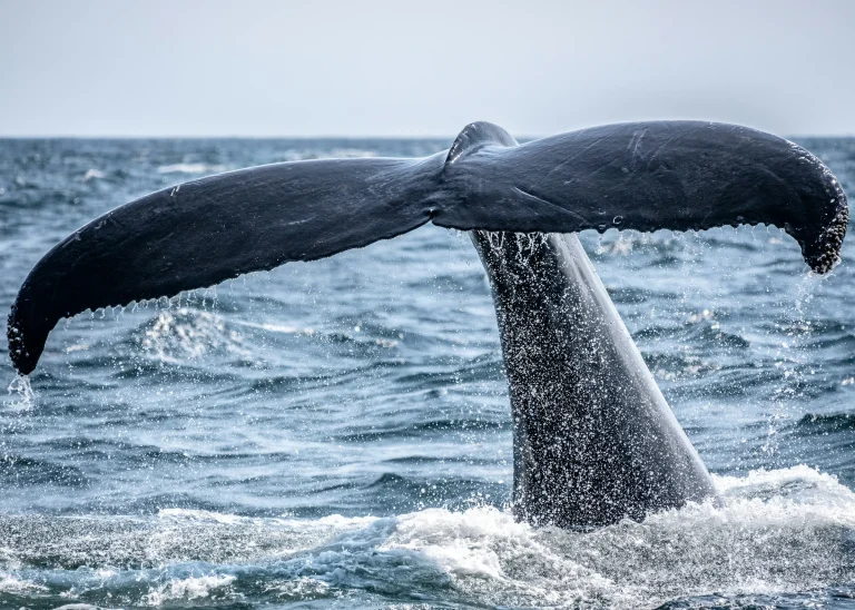 Whale tail rising from the ocean