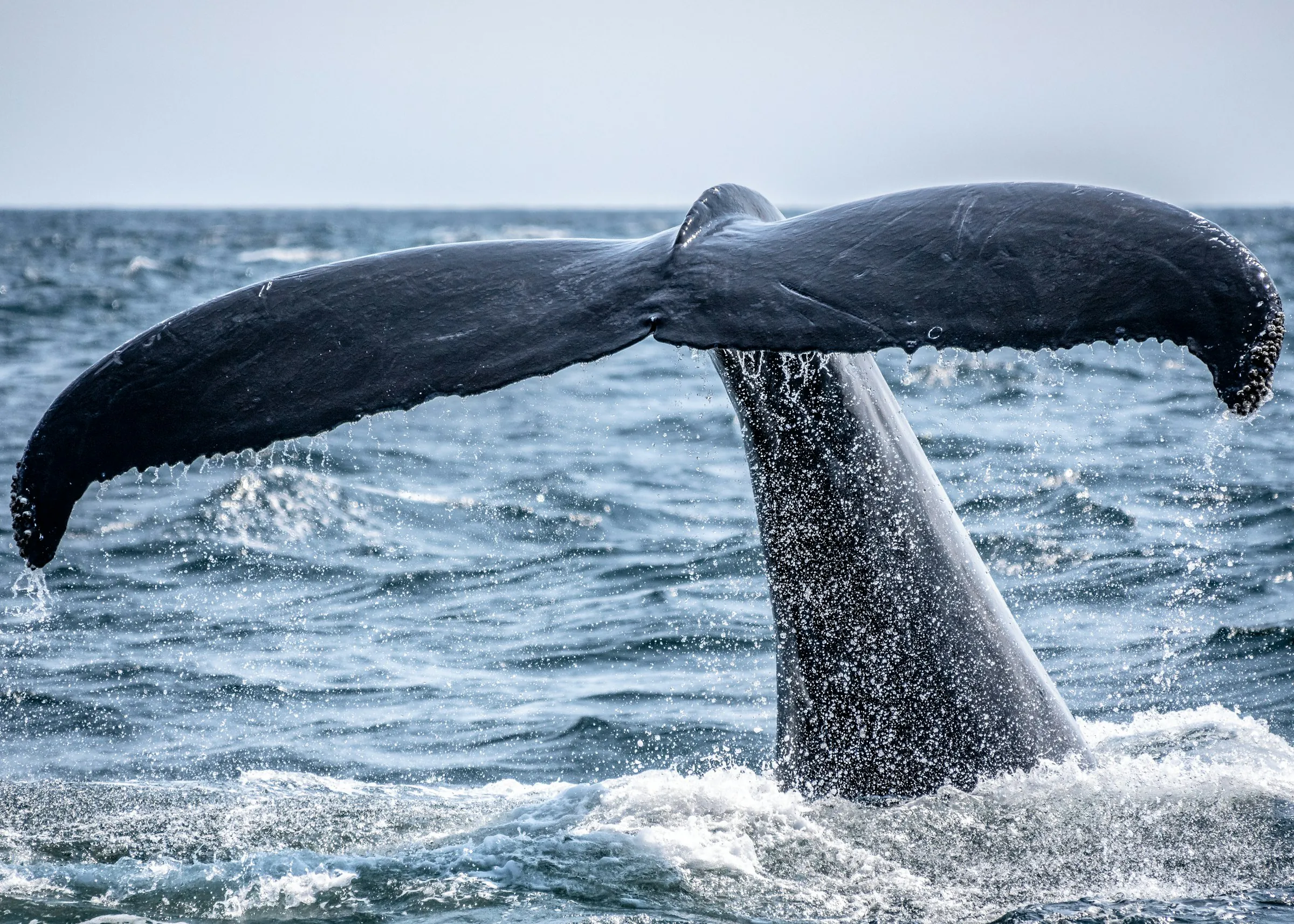 Whale tail rising from the ocean
