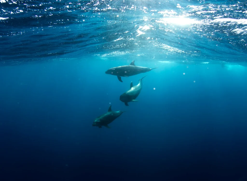 Dolphins swimming under the surface