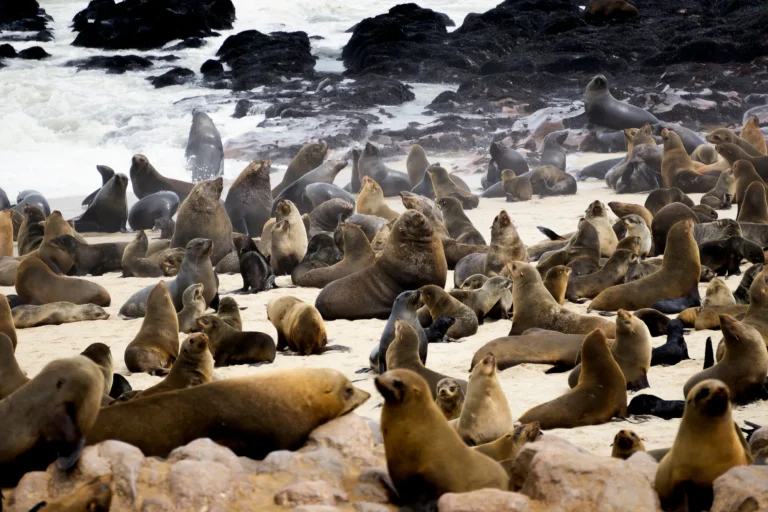 Cape fur seals on the shore