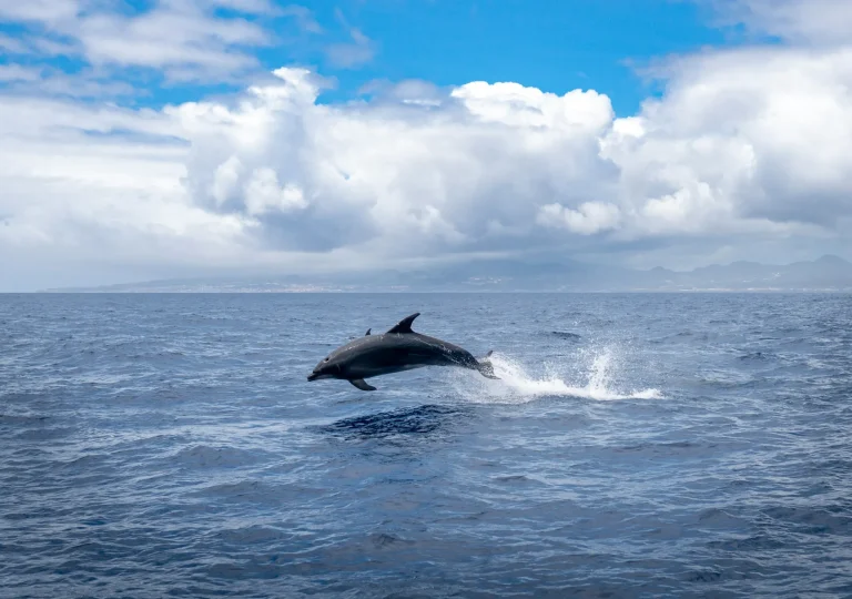 Dolphin leaping