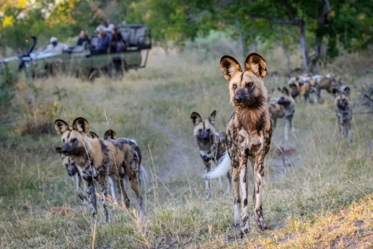 Wild dogs near a game drive vehicle