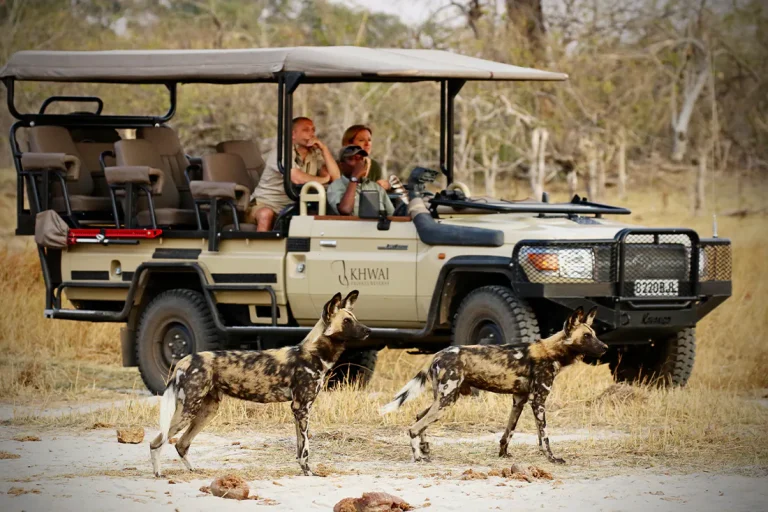 Wild dogs beside a game drive vehicle