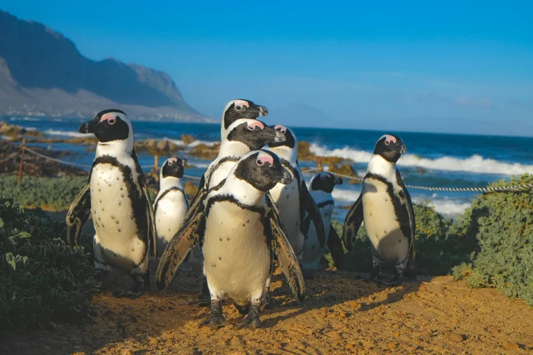 African penguins on the coastal path