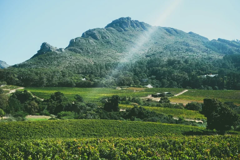 Vineyards below a mountain in the Cape Winelands