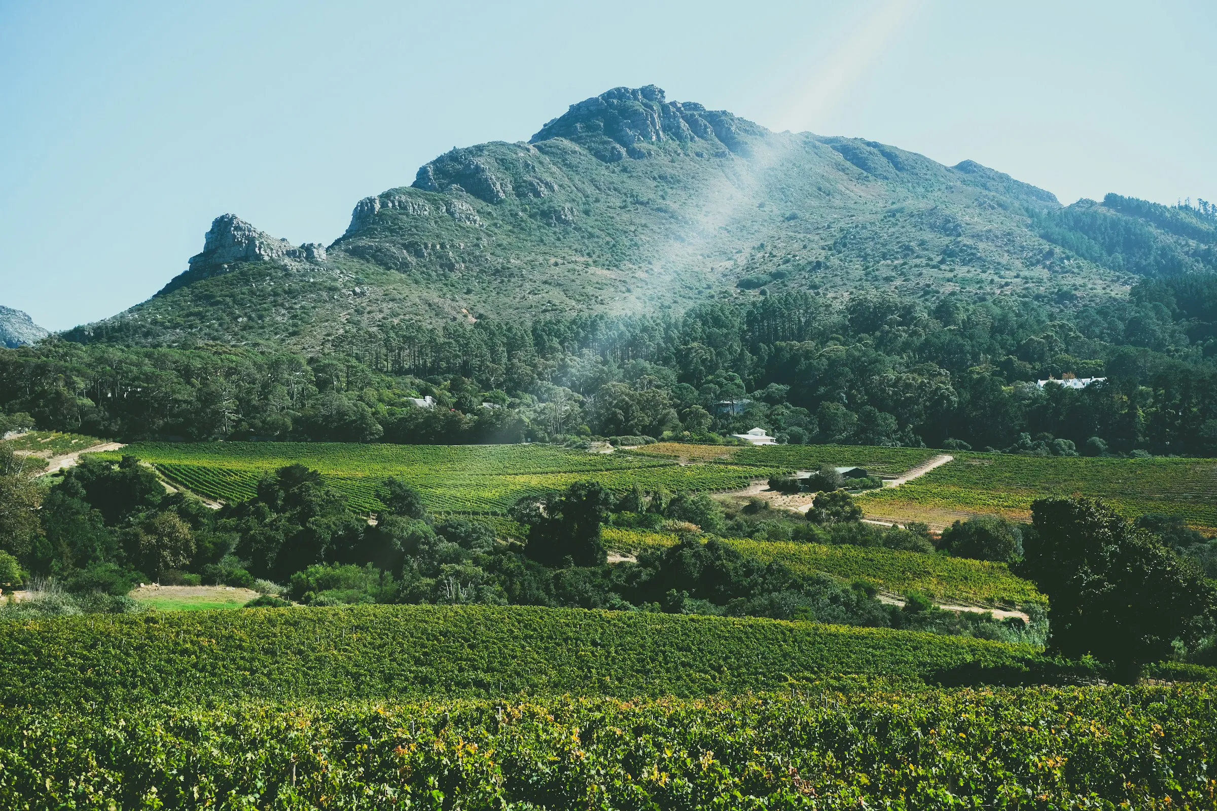 Vineyards below a mountain in the Cape Winelands