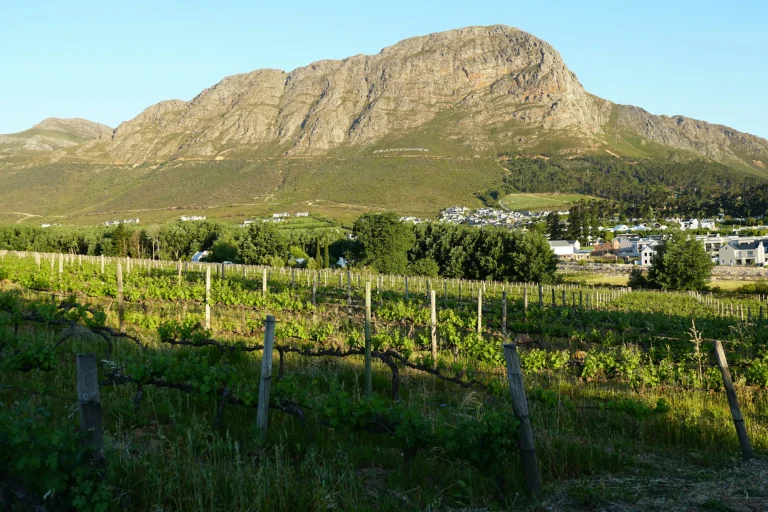 Vineyards below the mountains at Franschhoek in the Cape Winelands