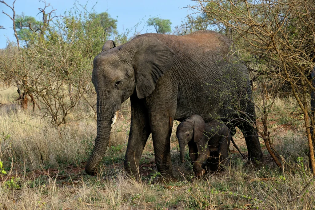 Elephant cow and calf in the Kruger