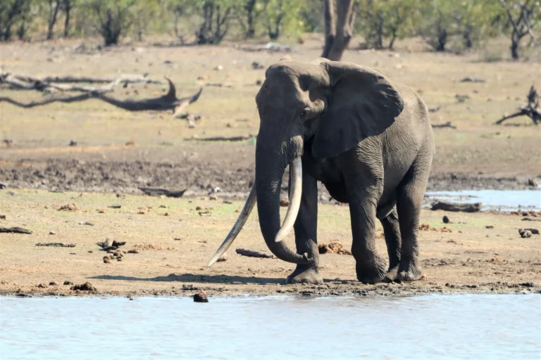 Elephant at a Kruger waterhole