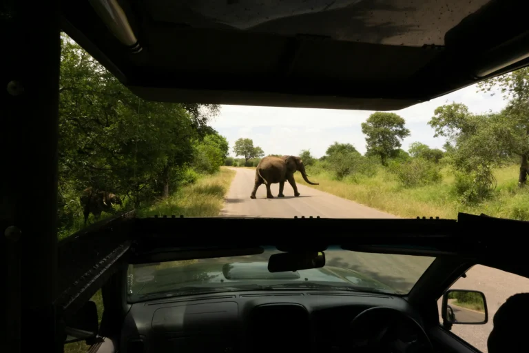 Elephant crossing the road ahead of a safari vehicle