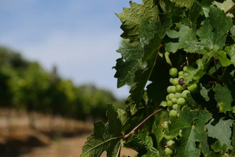 Grapes ripening on the vine