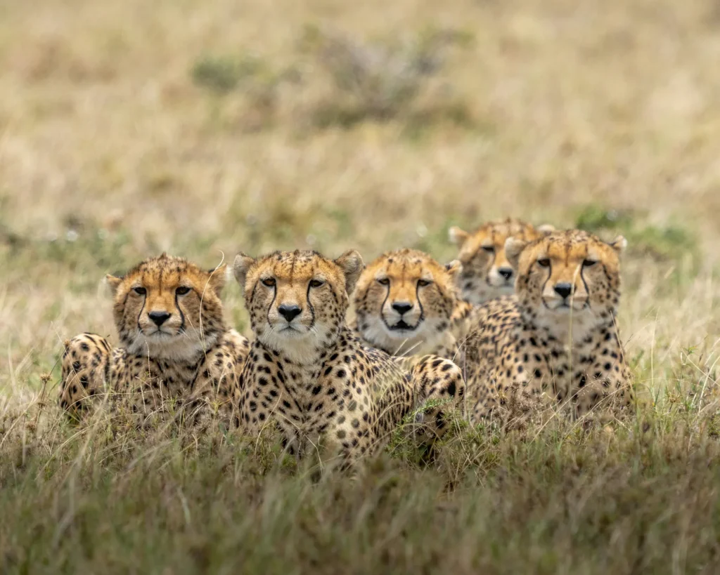 Cheetahs sitting together in the grass