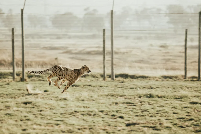 Cheetah at full sprint