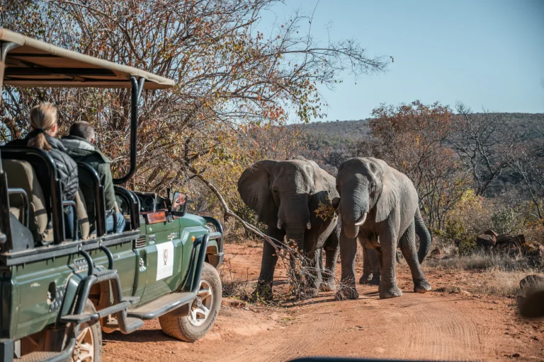 Elephants beside the game drive vehicle