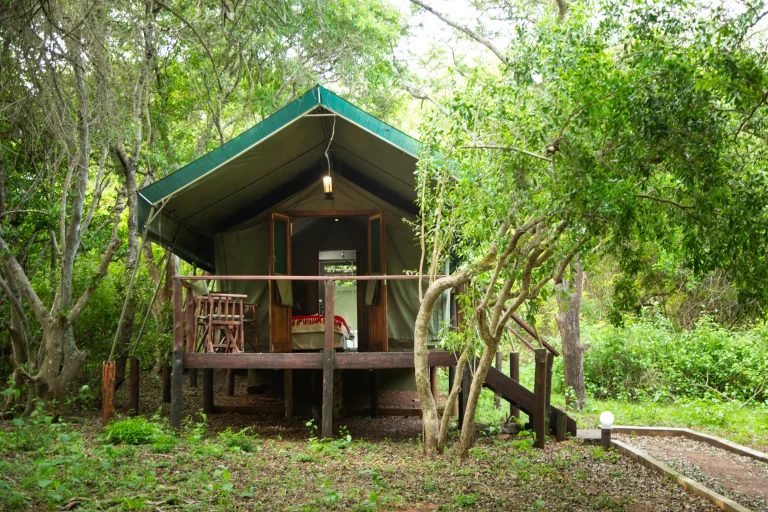 Luxury tent on a raised deck among the trees at Falaza