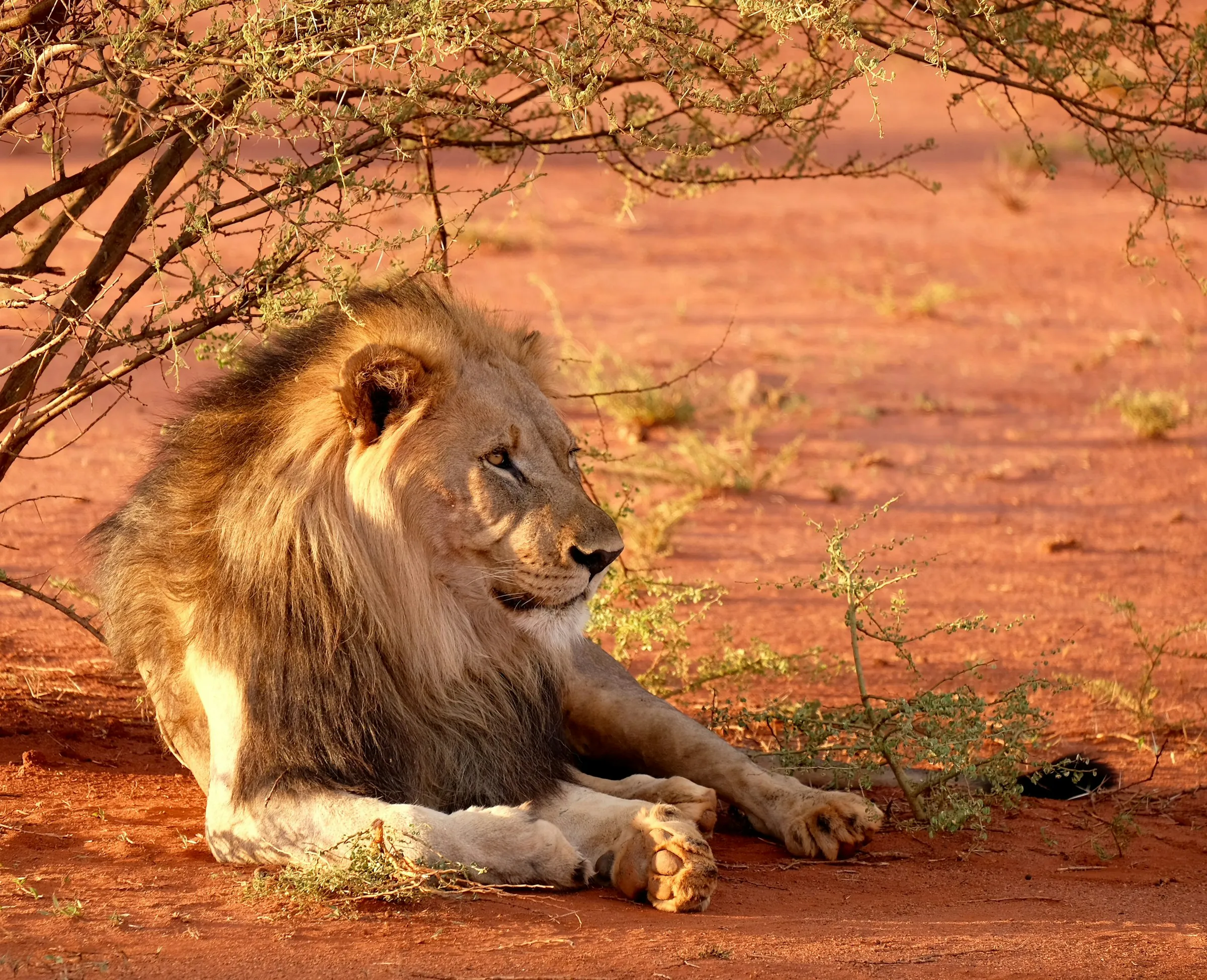 Lion resting in the shade