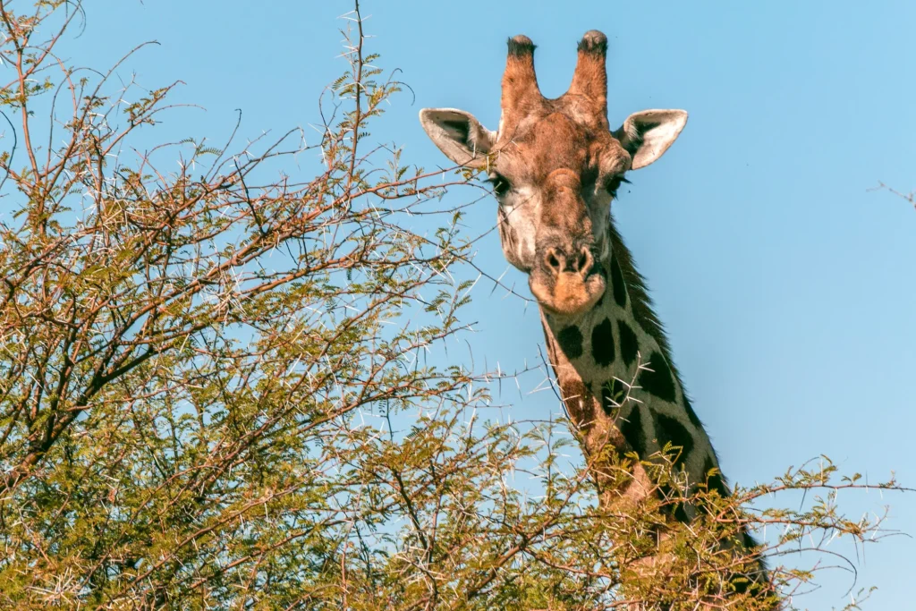 Giraffe peering over a tree