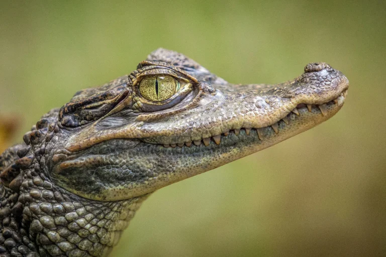Close-up of a crocodile