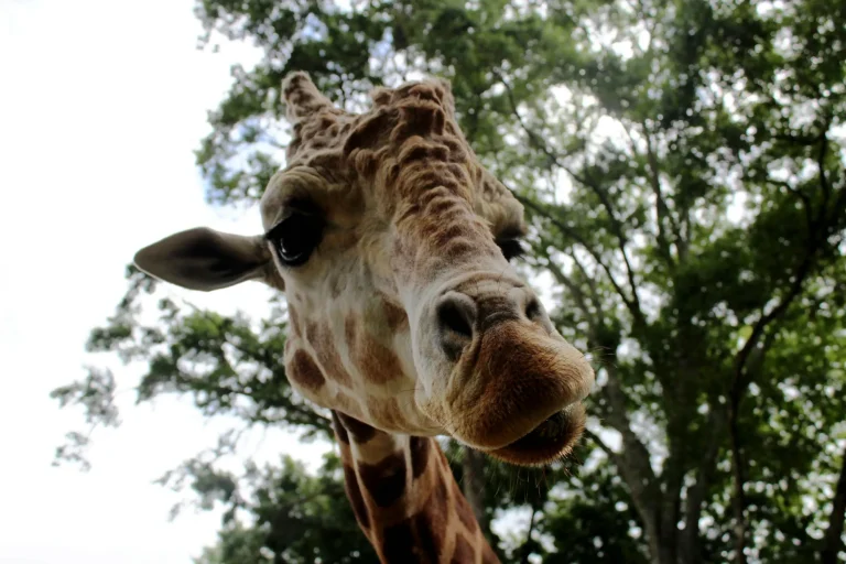 Giraffe looking into the camera