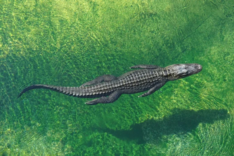 Crocodile swimming in clear water