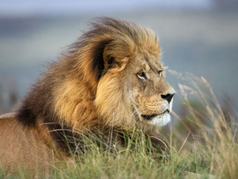 Male lion in the grass