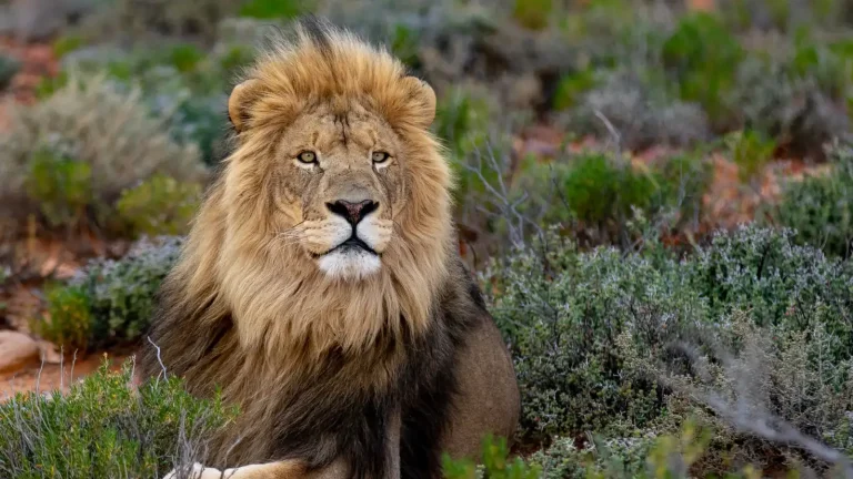 Male lion in the Karoo veld