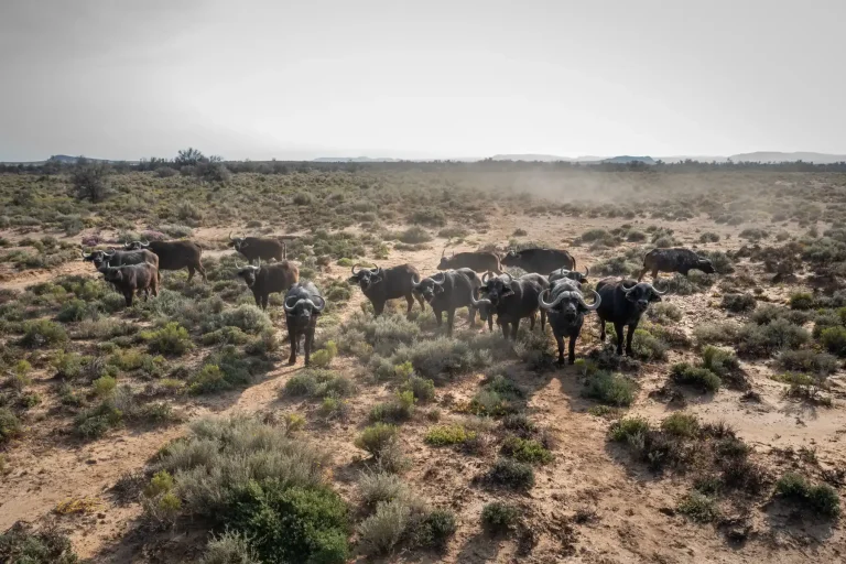 Buffalo herd on the Inverdoorn plains