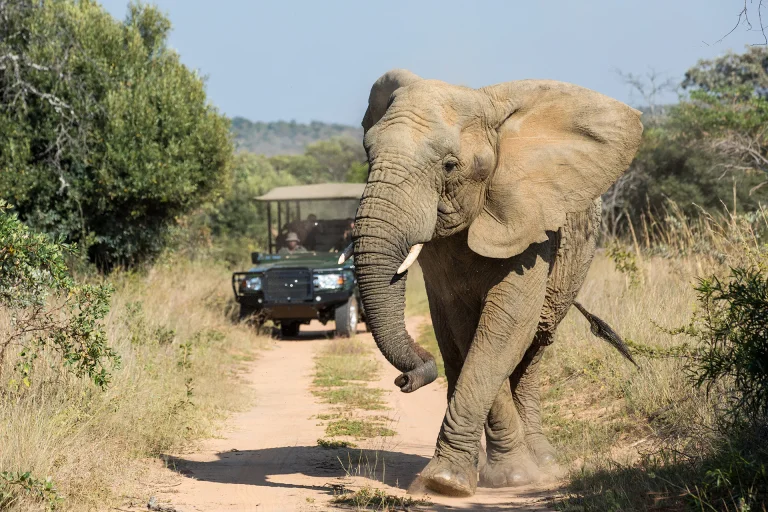 Elephant on the track ahead of a game drive vehicle