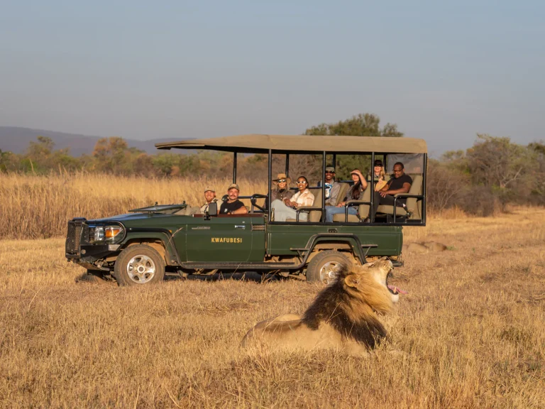 Lion beside a game drive vehicle