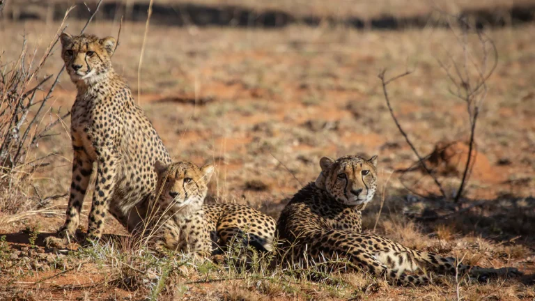 Cheetahs resting on red earth